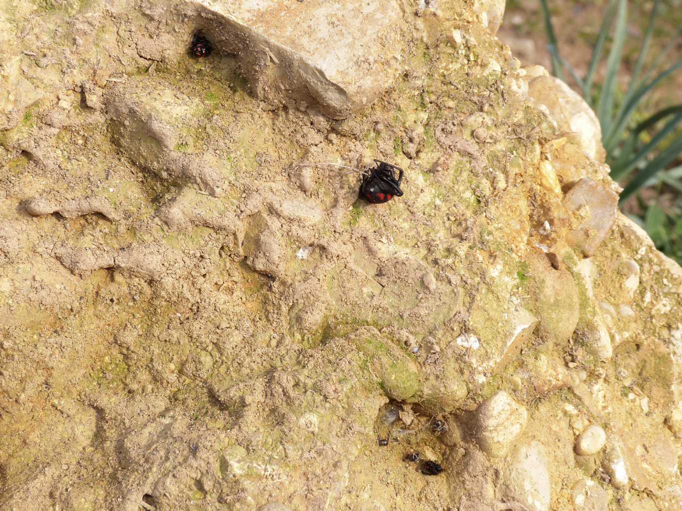 Latrodectus nel Lazio